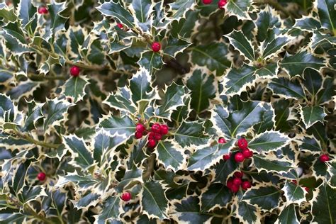 ilex aquifolium argenteo marginata - Variegated English Holly.Does not do well in the south ...