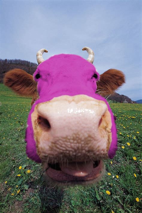 Purple cow, Cow, Purple