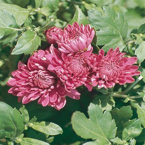 #8 Purple Chrysanthemum Plant-30449 - The Home Depot