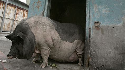 Real Overweight Animals