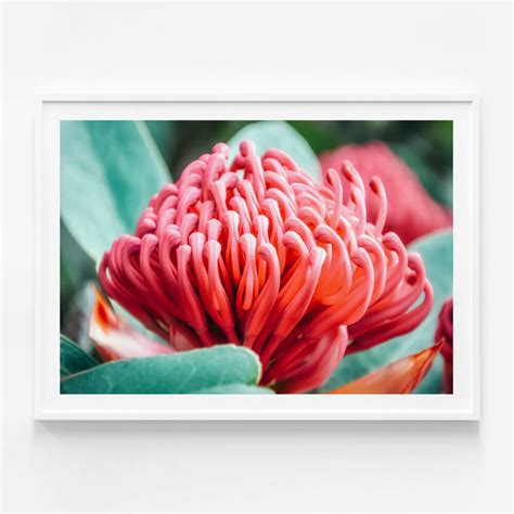 Waratah Flower | Framed Print or Poster Wall Art | 41 Orchard