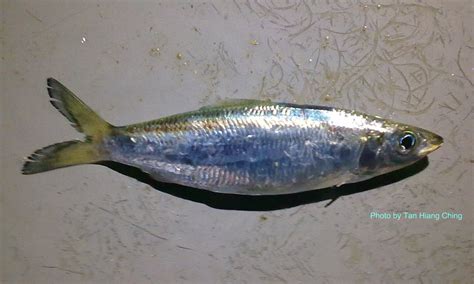 Rainbow Sardines - Talk About Fish