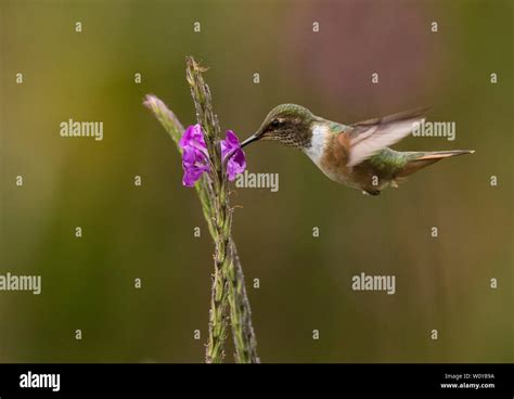 Volcano hummingbird hi-res stock photography and images - Alamy