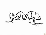 Ant Coloring Pages Printable And Free  GBcoloring sketch template