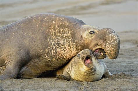 How to See Elephant Seals at Piedras Blancas