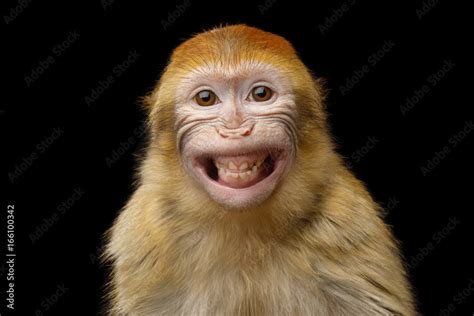 Funny Portrait of Smiling Barbary Macaque Monkey, showing teeth Isolated on Black Background ...