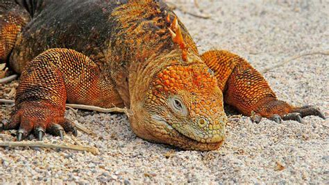 Galapagos Land Iguana- Wildlife Guide for Galapagos Visitors