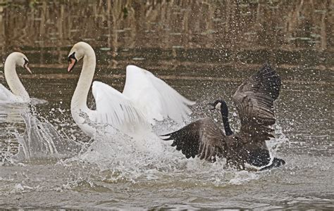 Goose vs Swan 02_J7A9292 | Canada Goose chasing Mute Swan aw… | Flickr