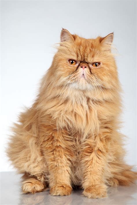 11 Ginger Cat Names for Your Tiger I The Discerning cat