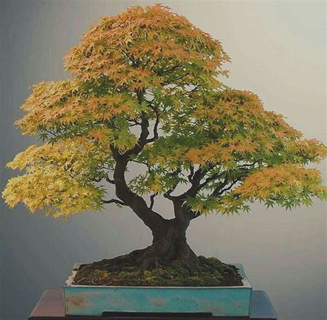 Pin by The Jensai Forest on Bonsai Styles - Double Trunk | Maple bonsai ...