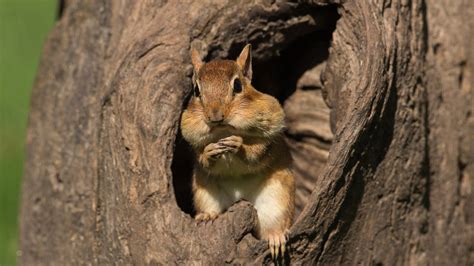 Squirrel Is Standing On Tree Hole HD Squirrel Wallpapers | HD Wallpapers | ID #51482