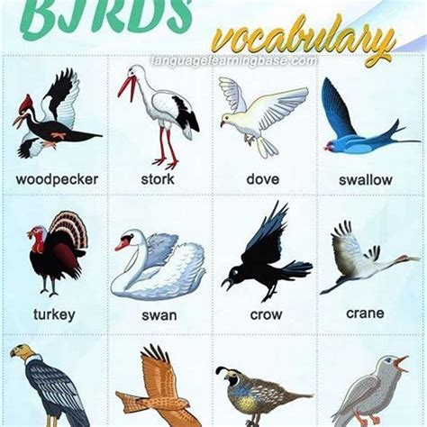 Which bird has the most vocabulary? - DIY Seattle