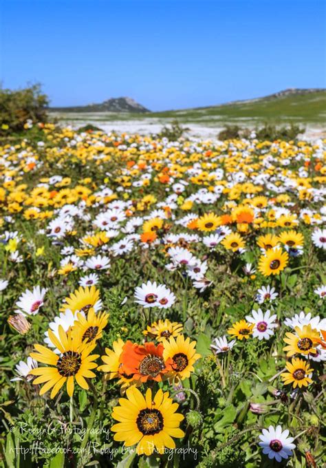 Wonderful Wild Flowers in the West Coast National Park, South Africa ...