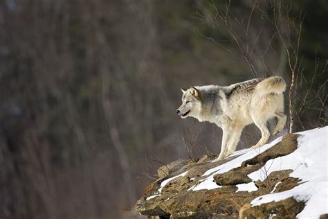 Northern Rocky Mountain wolf (Canis lupus irremotus) – The Wolf ...