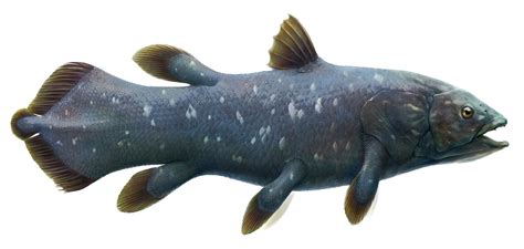 ArtStation - Latimeria, Coelacanth