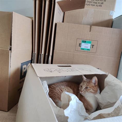 How Your Cat Would Rank Their Top 12 Favorite Types Of Cardboard Boxes [PICTURES] - CatTime in ...