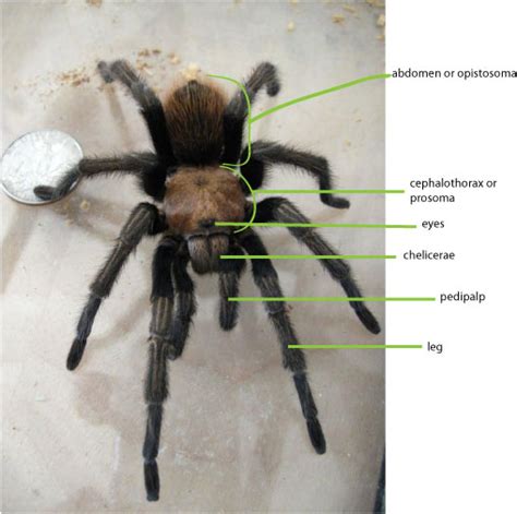 Answers to Tarantula Questions – Growing With Science Blog