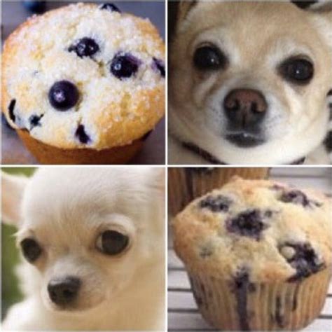 Muffin vs chihuahua | Kaggle