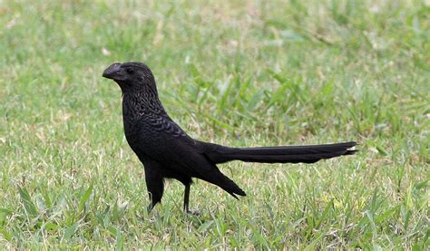 Galapagos Smooth Billed Ani Bird - Facts & Information