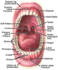 Patient-info - Education - Teeth and Mouth Anatomy - Care 4 Teeth Carina Brisbane