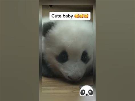 🐼BABY PANDA CRYING🥰 #asmr #asmrsounds #asmranimal #shorts #viralanimals ...