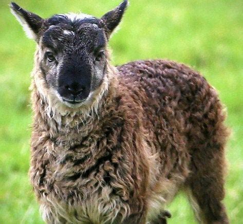 Sheep and Goats can crossbreed. The result is known as a "Geep" and this is a photo of one that ...