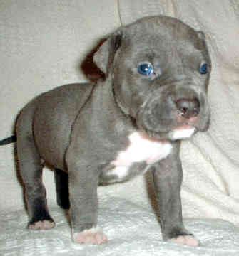 American Bandogge Mastiff ( Bulldog Mastiff Cross) Info, Temperament, Puppies, Pictures