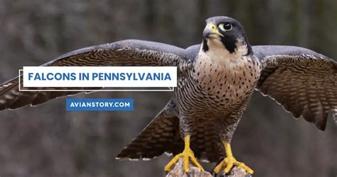 Falcons In Pennsylvania [3 Species With Pictures]