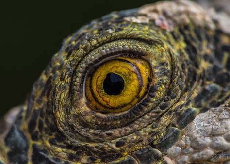 Eye of the Iguana | Iguana eye in Costa Rica | lgflickr1 | Flickr