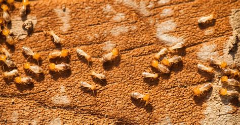 Do Termites Bite? Symptoms, Risks, Treatments, and Removal