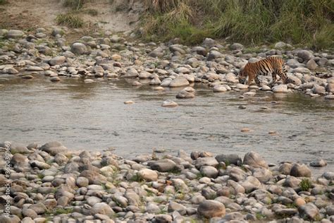 Tiger drinking water at Ramganga river, India Stock Photo | Adobe Stock