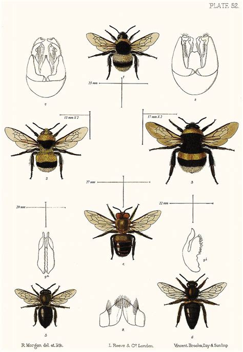 Bee illustration, Bee images, Bee