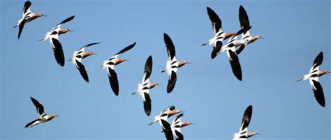 Watch: Researchers find a new formation in bird flocks - The Wildlife Society