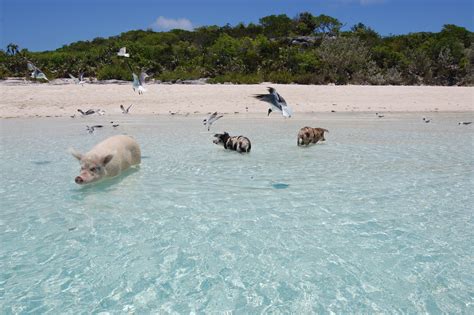 Swimming Pigs @ Big Major Cay, Bahamas – WhiteStar03