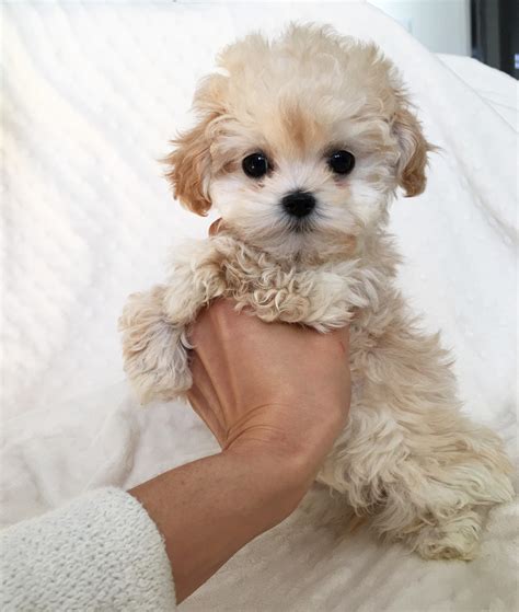 Teacup maltipoo puppy for sale! California Princess - iHeartTeacups