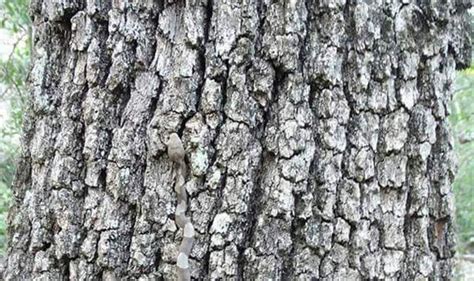 Can YOU spot the huge snake camouflaged in this tree bark? | Express.co.uk