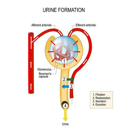 Structure Of A Nephron Urine Formation Stock Illustration - Download ...