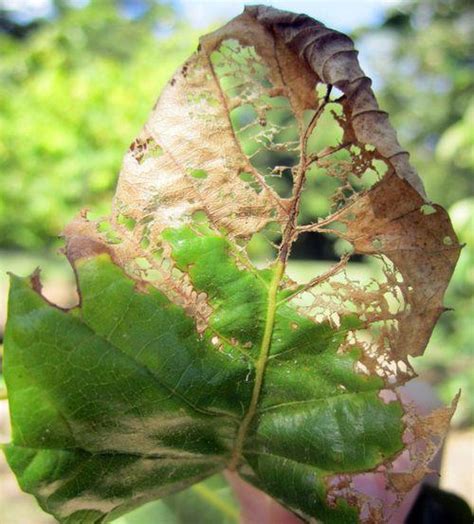 Rose Chafer Beetle: Identification, Life Cycle, Facts & Pictures