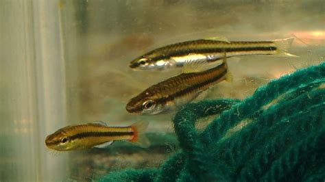 Bluefin Killifish California: How To Satisfy Your Nice Fish