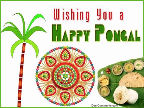 pongal celebration customs and legends in the world ~ Burns night 2016 ...