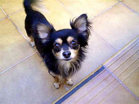 Dog Breed Chihuahua - Dog Breeds