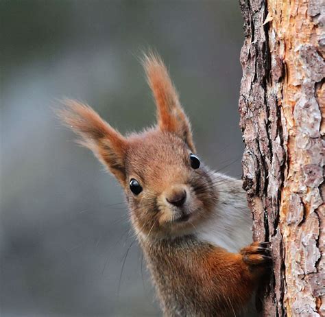 Squirrel in Winter by perfridt | Squirrel, Animals, Winter