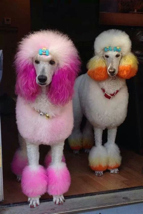 You know these Princess Poodles are totally invited to the Poodle Peace Parade!!! #pinkpoodle ...