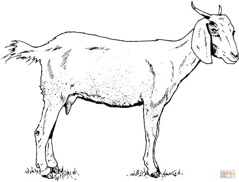 belajar mewarnai gambar kambing - Clip Art Library