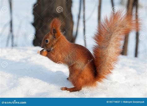 Red Squirrel Eating a Walnut on Snow Stock Image - Image of life, squirrel: 85774837