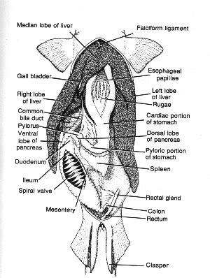 The Pelagic Shark Research Foundation - Biology