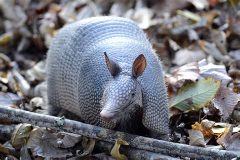 Louisiana Wildlife