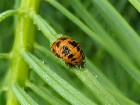 Ladybug | Tree Integrated Pest Management