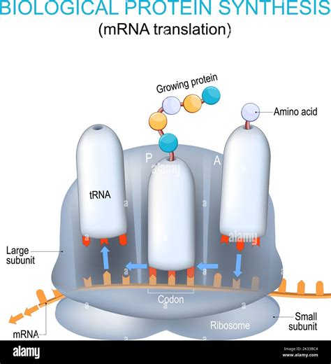 Mrna ribosomes proteins hi-res stock photography and images - Alamy