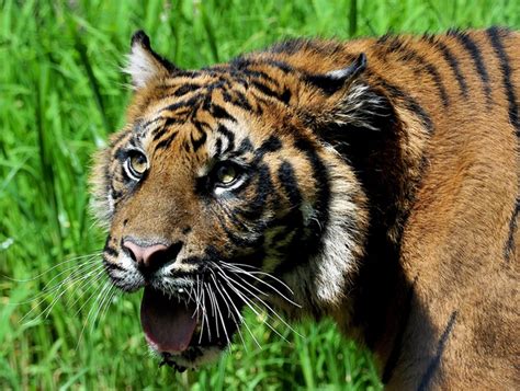 Tigre di Sumatra - Bioparco di Roma